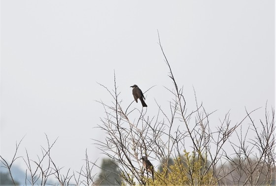 下の野鳥はヒヨドリだと思います